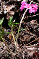 Dendrobium obtusum: Dendrobium obtusum Schltr., plant habit, photo Ed de Vogel, plant collected from cut-down tree, Panakawa logging concession, Western Province, Fly river