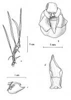 Mediocalcar versteegii: Mediocalcar versteegii J.J.Sm. subsp. versteegii, drawing A. Schuiteman in Orchid Monogr. 8 (1997) fig. 25