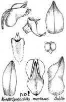 Appendicula montana: Illustration mislabelled as Cyphochilus montanus (Schltr.) Schltr., from Repert. Spec. Nov. Regni Veg. Beih. 21 (1923) t. 130, fig. 488, actually a species from a different section of Appendicula