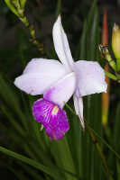 Arundina graminifolia: Arundina graminifolia (D.Don) Hochr., flower, oblique lateral view, photo John Cara, based on a plant from Mt. Hagen.
