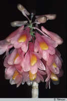 Dendrobium pseudoglomeratum: Dendrobium pseudoglomeratum T.M.Reeve & J.J.Wood, inflorescence, photo D. Titmuss, based on P. Spence cult, ex PNG, Mt. Hagen - Wabag road