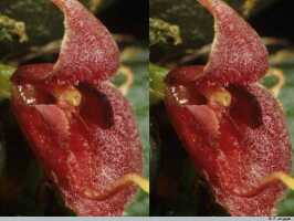 Bulbophyllum codonanthum: Bulbophyllum codonanthum Schltr., flower detail, centre of flower, oblique lateral view, photo P. Jongejan, collection Royal Botanic Gardens, Kew, cult. P. Jongejan 3003