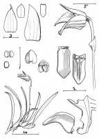 Bulbophyllum gramineum: Bulbophyllum gramineum Ridl., Trans. Linn. Soc. London, Bot. 9 (1916) 184, J.J. Vermeulen, drawing, plant habit and flower analysis, based on Kloss s.n. (Camp 6a, 3100 ft.) (holo BM)