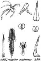 Dendrobium minjemense:  Dendrobium minjemense Schltr., drawing R. Schlechter in Repert. Spec. Nov. Regni Veg. Beih. 21 (1923) t. 156, fig. 585