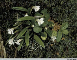 Dendrobium chionanthum: Dendrobium chionanthum Schltr., in situ, photo N.E.G. Cruttwell, based on Cruttwell (1/91, PNG, Mt. Gahavisuka)