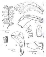 Dendrobium amiengense: Dendrobium amiengense Ormerod, drawing Paul Ormerod in Checkl. Papuasian Orch. (2017) 167, 467 (fig.)