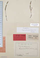 Dendrobium umbellatum: Dendrobium umbellatum (Gaudich.) Rchb.f. (as Dendrobium homochromum J.J.Sm.), type specimen: Bogor cult. (Gjellerup) 115b (= 370 probably) (syn L)