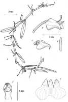Mediocalcar versteegii: Mediocalcar versteegii J.J.Sm. subsp. versteegii, drawing A. Schuiteman in Orchid Monogr. 8 (1997) fig. 24