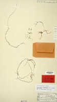 Octarrhena latipetala: Octarrhena latipetala (J.J.Sm.) Schuit., as Chitonanthera latipetala J.J.Sm., herbarium sheet, Janowsky 311 (isotype specimen L)