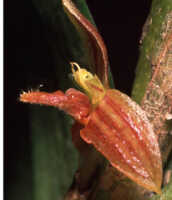 Bulbophyllum dawongense: Overview picture of Bulbophyllum dawongense J.J.Sm.