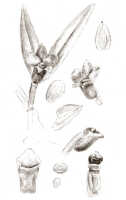 Glomera uniflora: Glomera uniflora J.J.Sm., drawing J.J. Smith, from von Römer 663