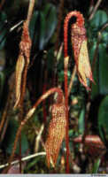 Bulbophyllum muricatum: Bulbophyllum muricatum J.J.Sm., flowers, photo M. Mendum, based on Mendum 92707, Papua (Indonesia)