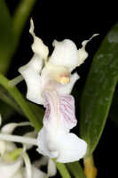 Dendrobium chalmersii: Dendrobium chalmersii F.Muell., flower, lateral view, photo John Cara, based on Cara cult. s.n. from PNG
