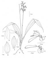 Calanthe ligo : Calanthe ligo P.J.Cribb, Malesian Orchid Journal 4 (2009) 10, fig. 6. Drawn by Juliet Beentje (née Williamson) from type: Van Royen & Sleumer 7638