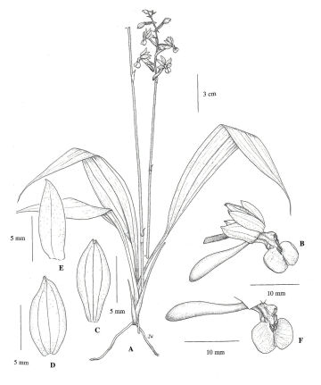 Calanthe ligo 