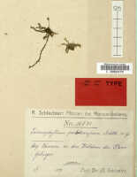 Taeniophyllum pubicarpum: Taeniophyllum pubicarpum Schltr., herbarium sheet, Schlechter 16542 (isotype specimen L)