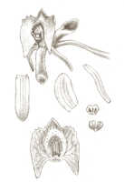 Crepidium verruculosum: Crepidium verruculosum (J.J.Sm.) Szlach. (as Microstylis verruculosa J.J.Sm.), floral analysis, drawing J.J. Smith, based on Docters van Leeuwen 11012