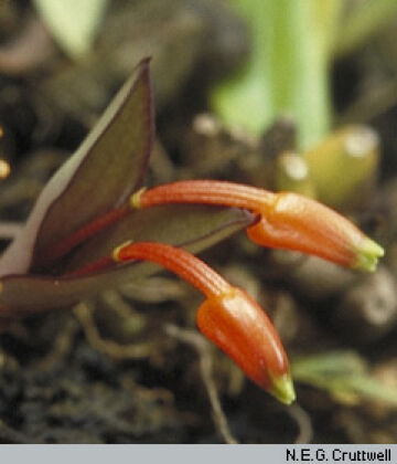 Mediocalcar geniculatum
