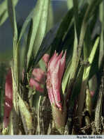 Dendrobium nebularum: Dendrobium nebularum Schltr., habit, photo Roy. Bot. Gard. Edin., based on PNGH 251