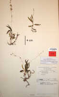 Crepidium raciborskii: Crepidium raciborskii (Szlach., & Marg.) Schuit. & de Vogel (as Pseudoliparis raciborskii Szlach. & Marg.), herbarium sheet, van Royen & Sleumer 7306 (holotype specimen L)