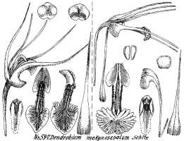 Dendrobium mekynosepalum: Dendrobium mekynosepalum Schltr., drawing R. Schlechter in Repert. Spec. Nov. Regni Veg. Beih. 21 (1923) t. 159, fig. 597