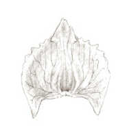 Crepidium grandiflorum: Crepidium grandiflorum (J.J.Sm.) Szlach. (as Microstylis grandiflora J.J.Sm.), lip, drawing J.J. Smith, based on Gibbs 5595