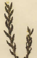Octarrhena falcifolia: Octarrhena falcifolia (Schltr.) Schuit., as Chitonanthera falcifolia Schltr., detail of herbarium sheet, Schlechter 14010 (isotype specimen K), photo copyright the Board of Trustees of the Royal Botanic Gardens, Kew
