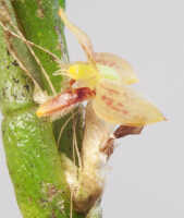 Bulbophyllum dawongense: Bulbophyllum dawongense J.J.Sm., flower, front view, photo Ed de Vogel, from Papua New Guinea, Morobe Prov., Leiden cult. 20120617 (S. Lyon & N. & F. Juhonewe ), from Papua New Guinea, Morobe Prov.