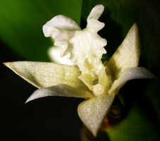 Dendrobium rhipidolobum: Dendrobium rhipidolobum Schltr., flower, oblique front view, photo Ed de Vogel, Leiden cult. 24546 (Sukendar), from Indonesia, Buru Prov.