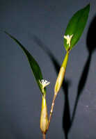 Dendrobium rhipidolobum: Dendrobium rhipidolobum Schltr., stem with flowers, photo Ed de Vogel, Leiden cult. 24546 (Sukendar), from Indonesia, Buru Prov.
