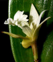 Dendrobium rhipidolobum: Dendrobium rhipidolobum Schltr., flower, oblique lateral view, photo Ed de Vogel, Leiden cult. 24546 (Sukendar), from Indonesia, Buru Prov.