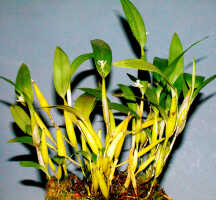 Dendrobium rhipidolobum: Dendrobium rhipidolobum Schltr., plant habit, photo Ed de Vogel, Leiden cult. 24546 (Sukendar), from Indonesia, Buru Prov.