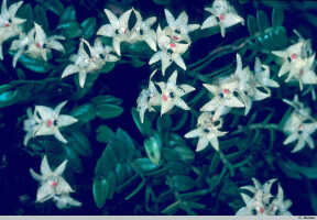 Glomera oligantha: Glomera oligantha Schltr., photo G. Stocker