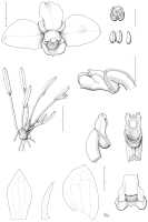 Dendrobium mulderi: Dendrobium mulderi Schuit. & de Vogel, Malesian Orchid J. 4 (2009) 106, fig. 6-8. Drawing by Mutsuko Nakajima from the type: Hoogland 9635.