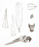 Bulbophyllum chloranthum: Bulbophyllum chloranthum Schltr. as Bulbophyllum squamiferum J.J.Sm., floral analysis, drawing J.J. Smith, from von Römer 155