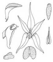 Bulbophyllum compressilabellatum: Overview picture of Bulbophyllum compressilabellatum P.Royen
