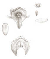 Crepidium xanthochilum: Crepidium xanthochilum (Schltr.) Szlach. (as Microstylis xanthochila Schltr.), floral analysis, drawing J.J. Smith, based on Djibdja 388