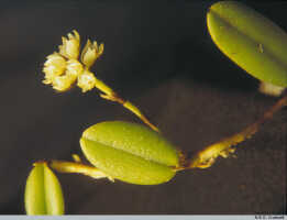Phreatia scandens: Phreatia scandens J.J.Sm., habit, photo N.E.G. Cruttwell (10/86, PNG, Mt. Gahavisuka)