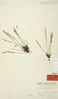 Dendrobium mamberamense: Dendrobium mamberamense J.J.Sm., isosyntype specimen: Thomsen 827 (L)