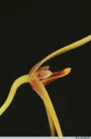 Bulbophyllum erythrosema: Bulbophyllum erythrosema J.J.Verm., flower detail, centre of flower, lateral view, photo A. Schuiteman, Leiden cult. 20030261 (de Vogel & Vogel), from Papua New Guinea, Central Prov.