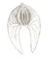 Crepidium incurvum: Crepidium incurvum (J.J.Sm.) Szlach. (as Microstylis incurva J.J.Sm.), lip, drawing J.J. Smith, based on Versteeg 1070