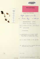 Corybas cyclopensis: Corybas cyclopensis P.Royen, herbarium sheet, Royen, van 5119, holotype specimen (L)