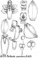 Robiquetia wariana: Robiquetia wariana (Schltr.) Kocyan & Schuit.,as Malleola wariana Schltr., drawing R. Schlechter in Repert. Spec. Nov. Regni Veg. Beih. 21 (1928) t. 346, fig. 1333