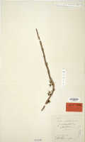 Dendrobium pulleanum: Dendrobium pulleanum J.J.Sm., isotype specimen: Bogor cult. (Branderhorst) 225 b (L)