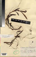 Mediocalcar versteegii: Mediocalcar versteegii J.J.Sm. subsp. versteegii (as Mediocalcar angustifolium Schltr.), herbarium sheet, Schlechter 19503 (isotype specimen K), photo copyright the Board of Trustees of the Royal Botanic Gardens, Kew