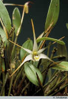 Dendrobium aratriferum: Dendrobium aratriferum J.J.Sm., habit, photo A. Schuiteman, based on Leiden cult. 32005
