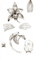 Dendrobium hollandianum: Dendrobium hollandianum J.J.Sm., floral analysis, drawing J.J. Smith, based on Gjellerup 443