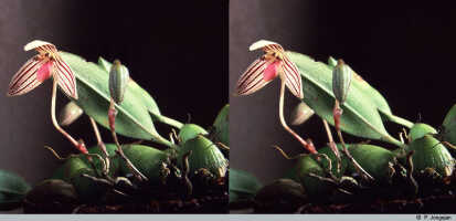 Bulbophyllum bombycinum: Bulbophyllum bombycinum J.J.Verm., plant habit, photo P. Jongejan, collection Royal Botanic Gardens, Kew, cult. P. Jongejan 1145, (holotype)