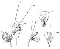 Corybas klossii: Corybas klossii (Ridl.) Schltr., draughtsperson not known, possibly Pieter van Royen, in Phanerog. Monogr. 16 (1983) 90, fig. 23