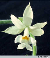 Calanthe vestita: Calanthe vestita Wall. ex Lindl, flower, photo T. M. Reeve, based on Reeve PNGH 702, from Papua New Guinea